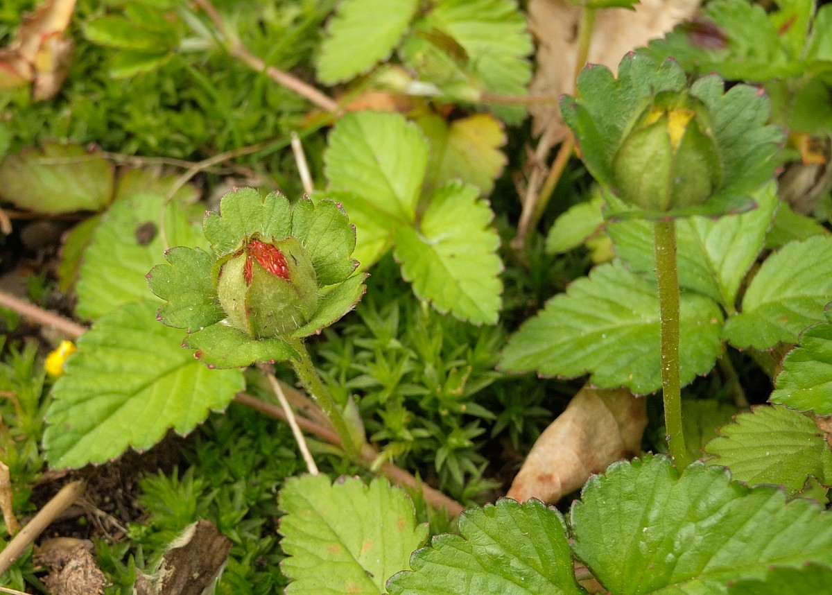 Potentilla indica
